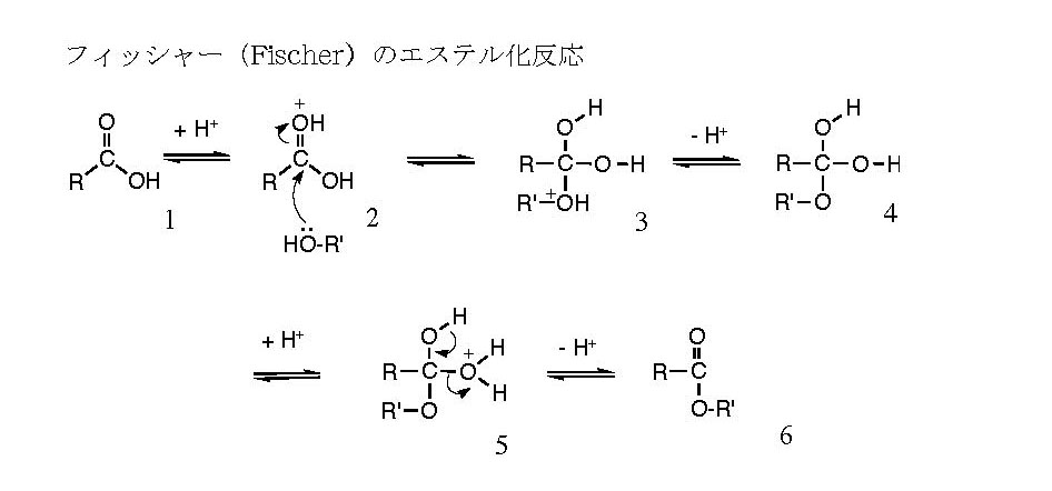 エステル の 加水 分解