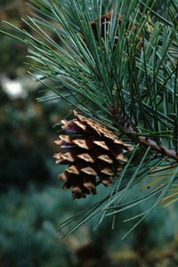 AJ}c@Pinus densiflora Sieb. Et Zucc. i}cȁjʎ