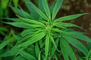 AT@Cannabis sativa LINNE iATȁj