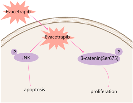 Biol. Pharm. Bull. Vol. 45 No. 9, Graphical Abstracts | 公益社団