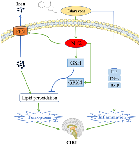 Biol. Pharm. Bull. Vol. 45 No. 9, Graphical Abstracts | 公益社団