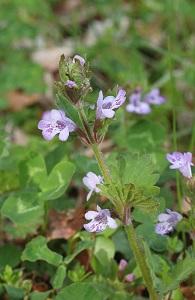 カキドオシの花