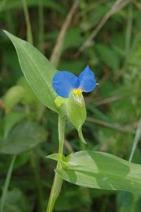 ツユクサの花