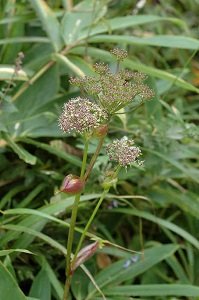 ノダケの花