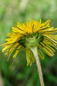 カントウタンポポの花