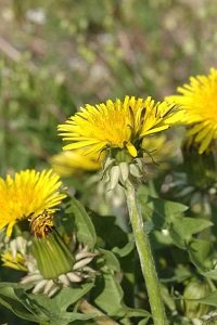 セイヨウタンポポの花