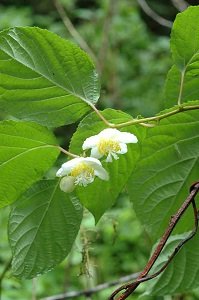 マタタビの両性花