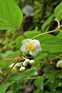 マタタビの雄花