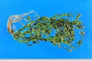 生薬 セイ(薺)またはセイサイ(薺菜)