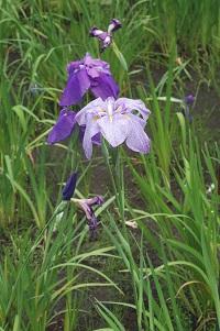 ハナショウブの花