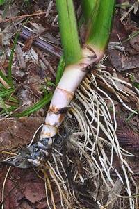 ショウブの根茎