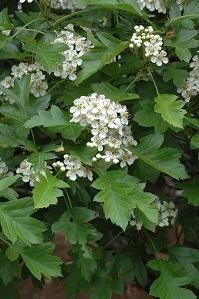 オオミサンザシの花