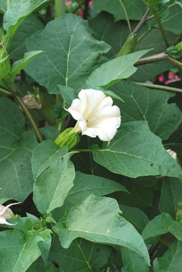 チョウセンアサガオの花