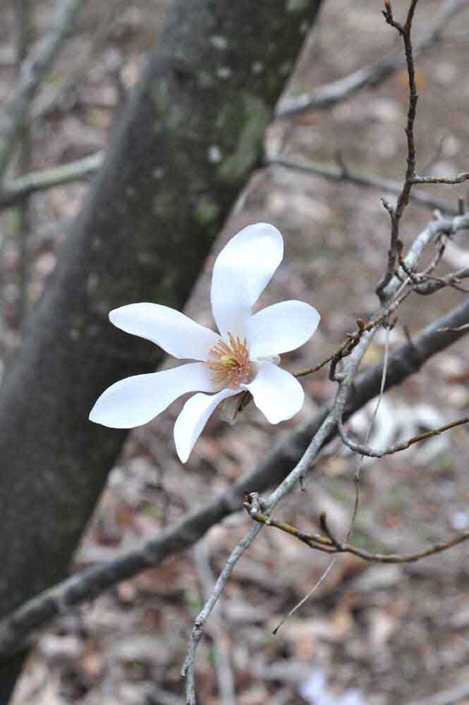 タムシバの花