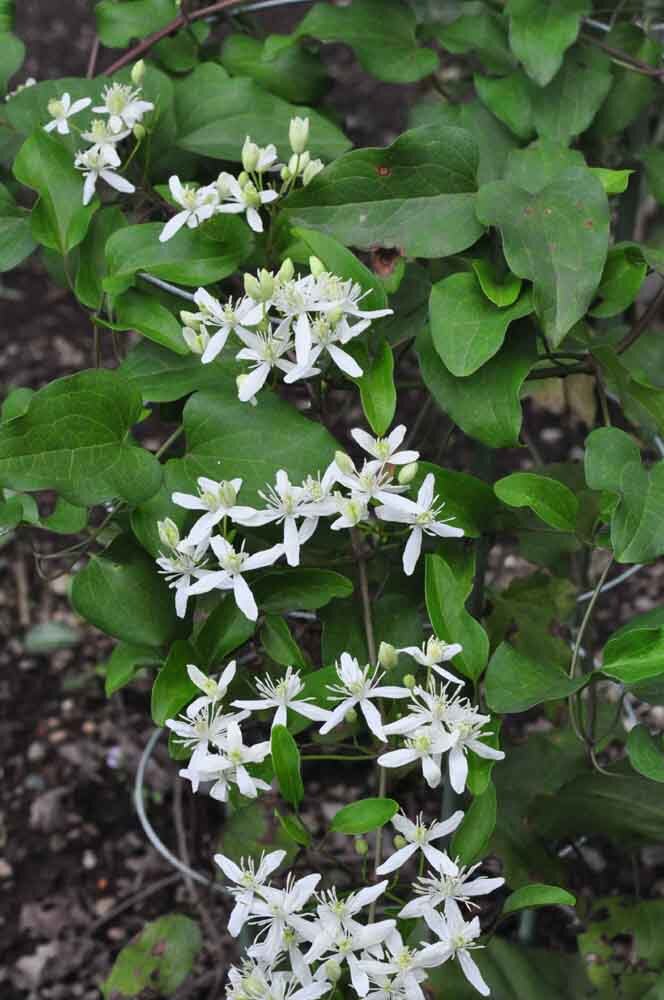 サキシマボタンヅルの花