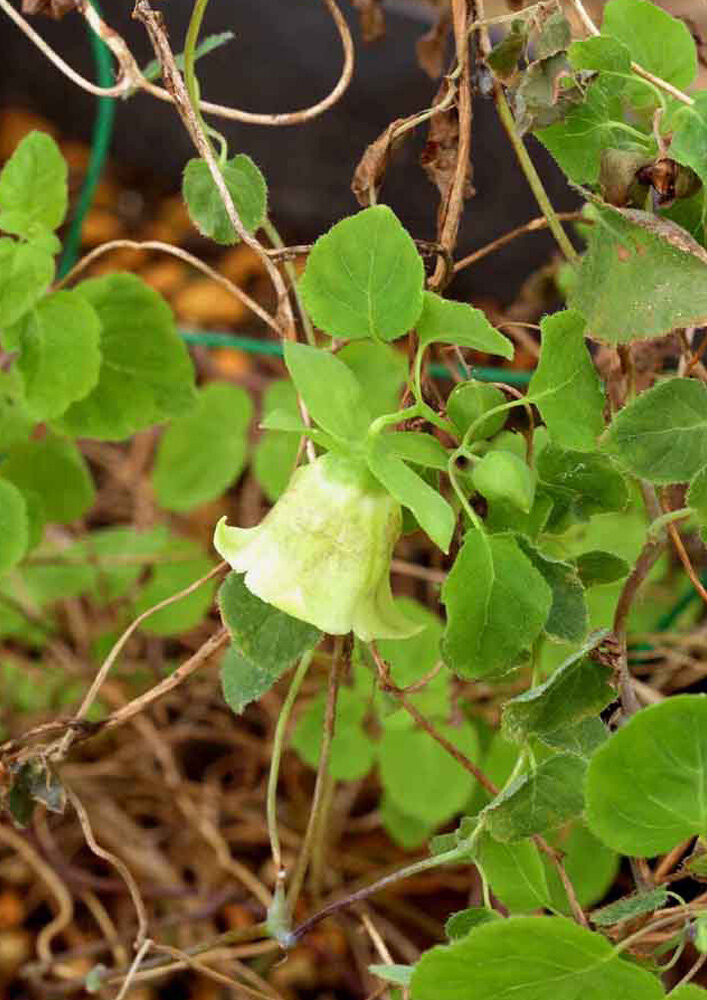 ヒカゲノツルニンジンの花