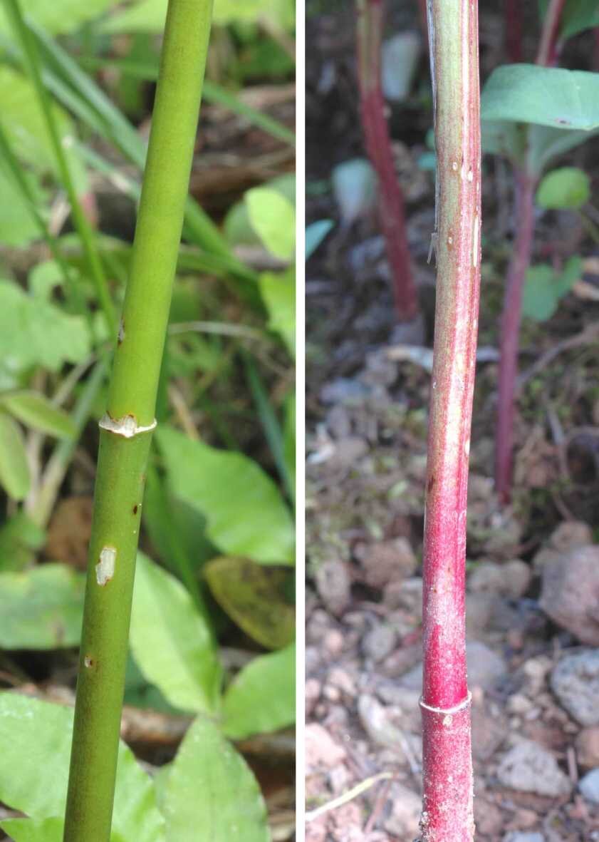 左：ナルコユリの茎<br>右：アマドコロの茎
