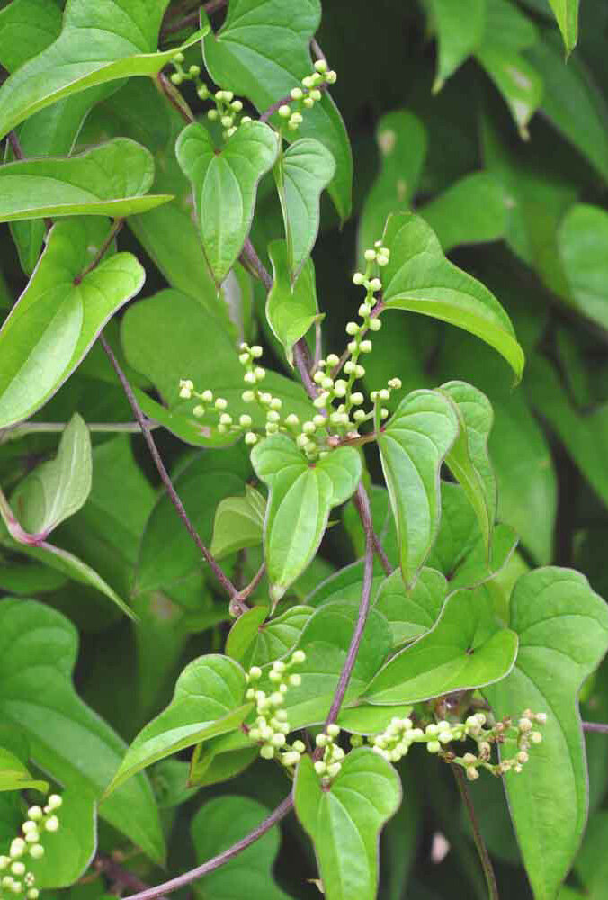 ナガイモの雄花