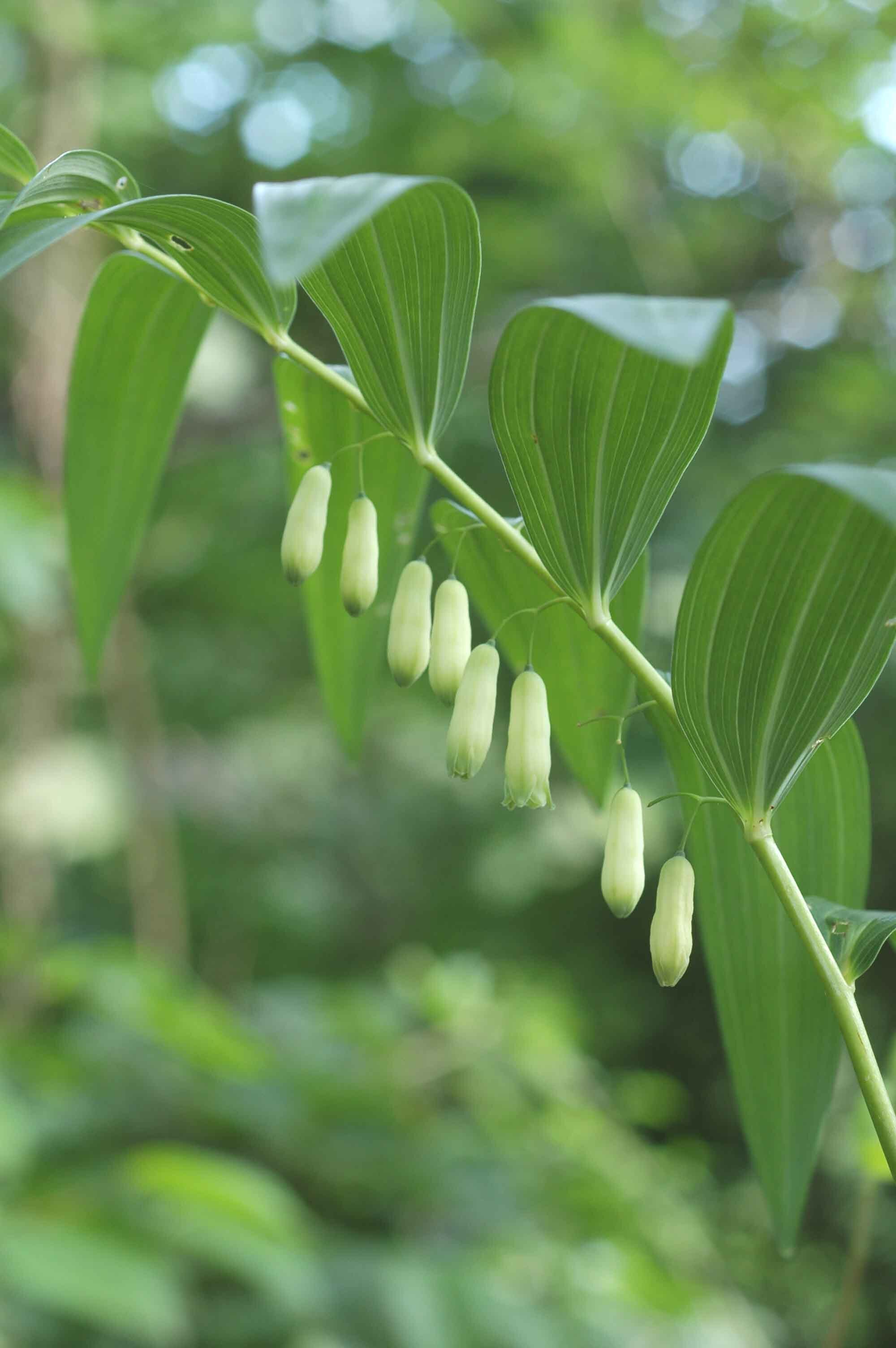 ナルコユリの花