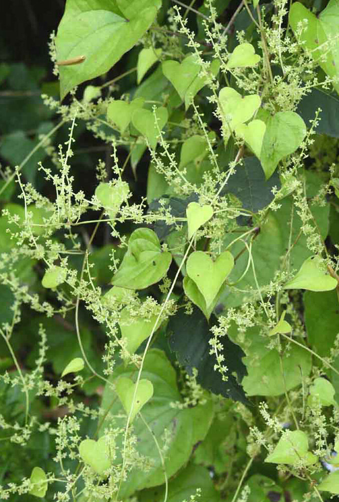 オニドコロの雄花