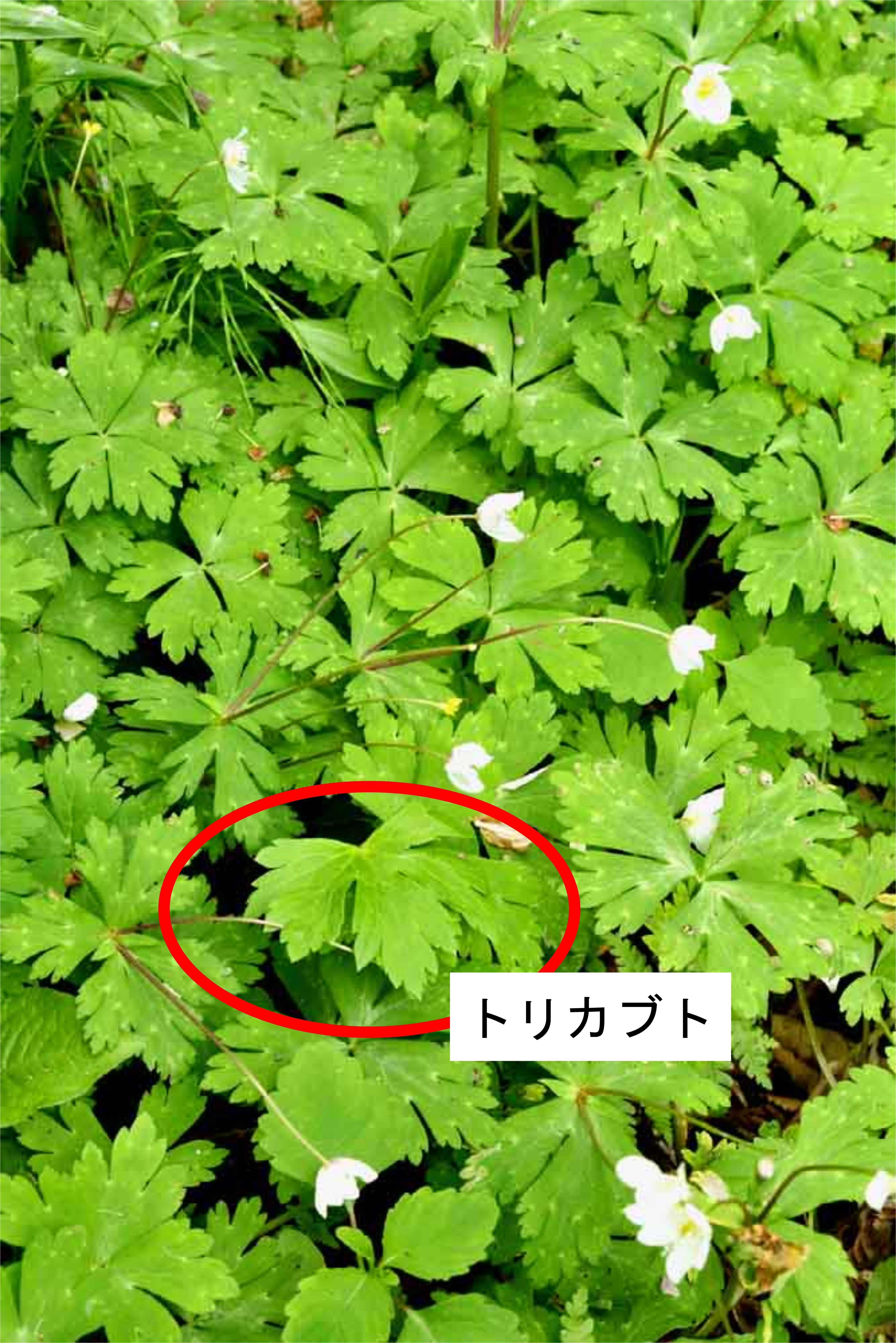 ニリンソウに混入した<br>トリカブトの葉