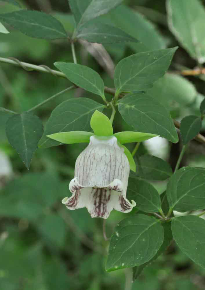 ツルニンジンの花