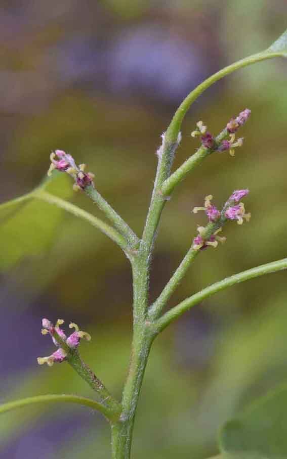 ウラジロガシの雌花