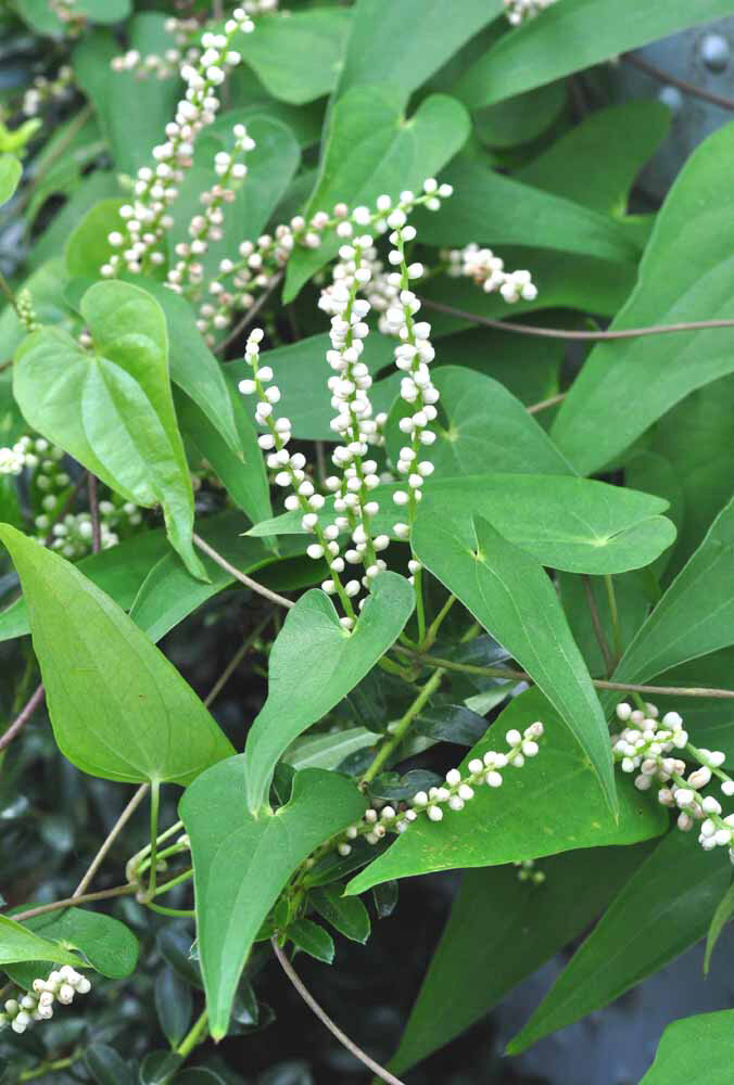 ヤマノイモの雄花