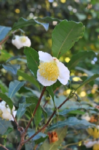 チャノキ　Thea sinennsis Linne （ツバキ科）花