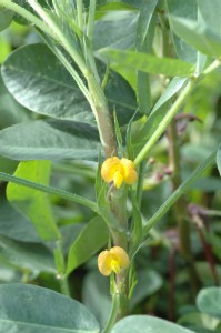 ラッカセイ　Arachis hypogaea L. （マメ科）花