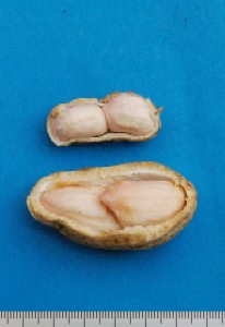 ラッカセイ　Arachis hypogaea L. （マメ科）果実内部（上：普通の品種、下：大きな品種）
