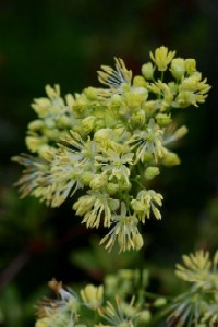 アキカラマツ　Thalictrum minus L.var. hypoleucum Miq （キンポウゲ科）花