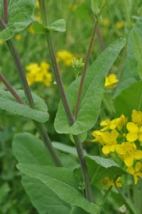 セイヨウカラシナ Brassica Juncea Czern Et Coss アブラナ科 今月の薬草 社団法人日本薬学会 セイヨウカラシナ Brassica Juncea Czern Et Coss アブラナ科 今月の薬草 社団法人日本薬学会