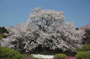 ヤマザクラ　Prunus　jamasakura　Sieb. ex Koidz. （バラ科）狩宿の下馬桜(国の特別天然記念物)