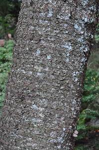 ヤマザクラ　Prunus　jamasakura　Sieb. ex Koidz. （バラ科）樹皮