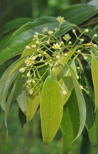 シナニッケイ　Cinnamomum cassia J.Presl （クスノキ科）ニッケイ（花）