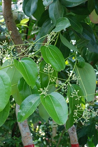 シナニッケイ　Cinnamomum cassia J.Presl （クスノキ科）セイロンニッケイ（花）