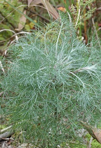 カワラヨモギ　Artemisia capillaris Thunberg （キク科）若葉