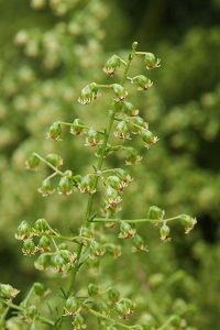 カワラヨモギ　Artemisia capillaris Thunberg （キク科）花
