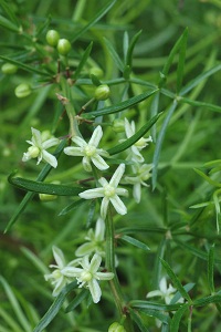 クサスギカズラ　Asparagus cochinchinensis Merr. （ユリ科・APG植物分類体系ではキジカクシ科）花