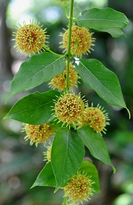 カギカズラ　Uncaria rhynchophylla Miquel （アカネ科）花