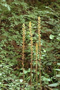 オニノヤガラ　Gastrodia elata Blume （ラン科）花