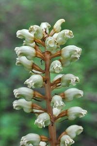 オニノヤガラ　Gastrodia elata Blume （ラン科）花