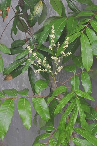 リュウガン　Euphoria longana Lamarck （ムクロジ科）花