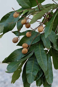 リュウガン　Euphoria longana Lamarck （ムクロジ科）果実
