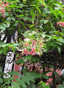 シクンシ　Quisqualis indica L. （シクンシ科）花