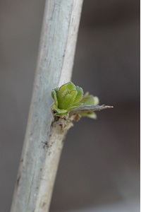 クコ　Lycium chinense Linne （ナス科）刺