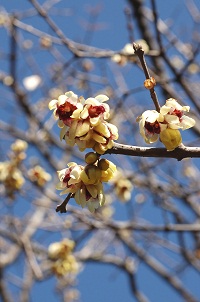 ロウバイ　Chimonanthus praecox Link （ロウバイ科）花