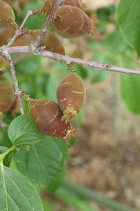 ロウバイ Chimonanthus Praecox Link ロウバイ科 今月の薬草 社団法人日本薬学会