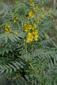 チンネベリーセンナ　Cassia angustifolia Vahl （マメ科・クロンキスト分類体系ではジャケツイバラ科）花